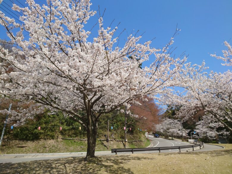 健康ふれあい広場の桜