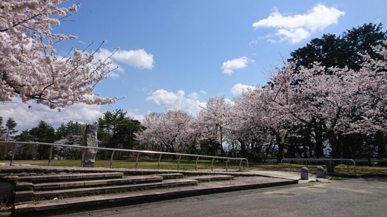 卯辰山公園の桜