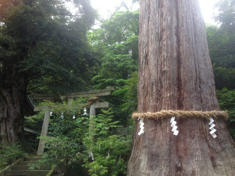 菅生石部神社の大きな木