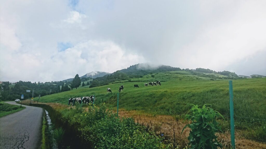 奥越高原ふるさと自然公園の牛