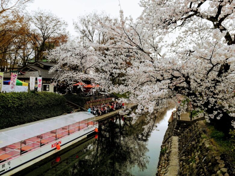 塩倉橋の桜と遊覧船