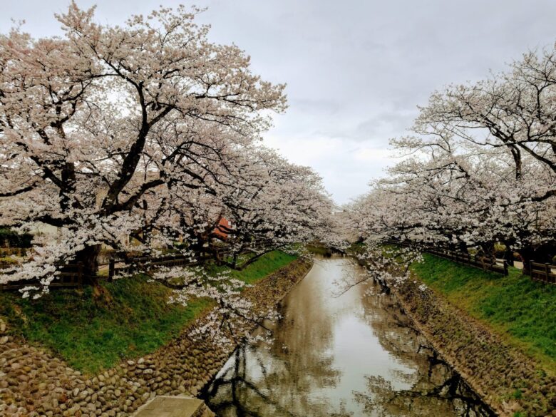 塩倉橋の桜