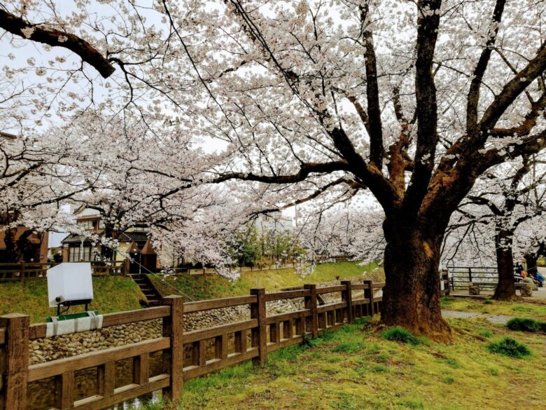 塩倉橋の桜
