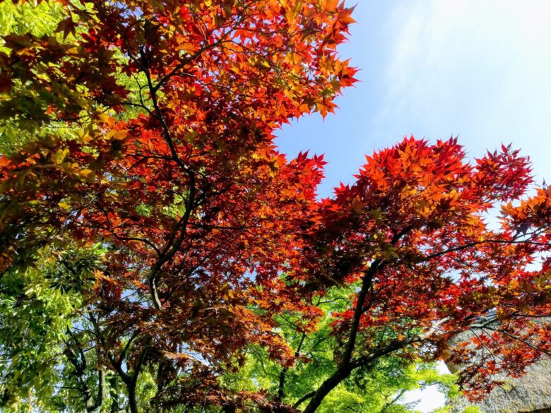 養浩館庭園の紅葉