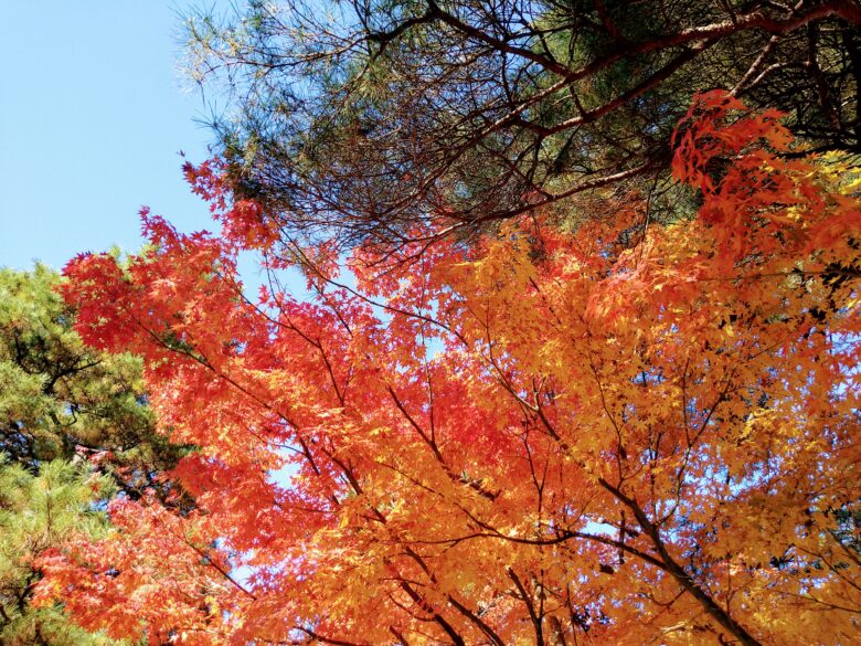 芦城公園の紅葉