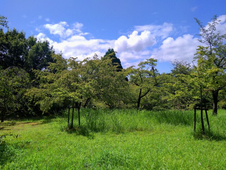 一本松公園の風景