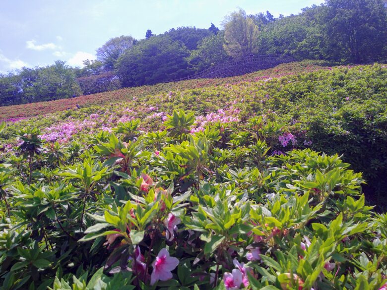 大乗寺 丘陵公園の花