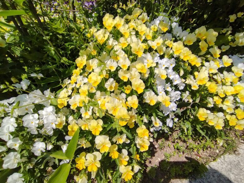 砺波チューリップ公園の花