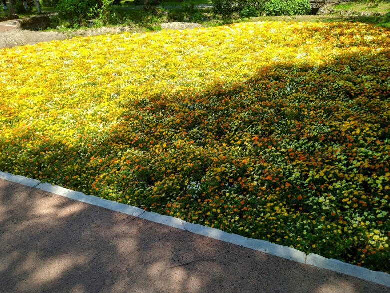砺波チューリップ公園の花