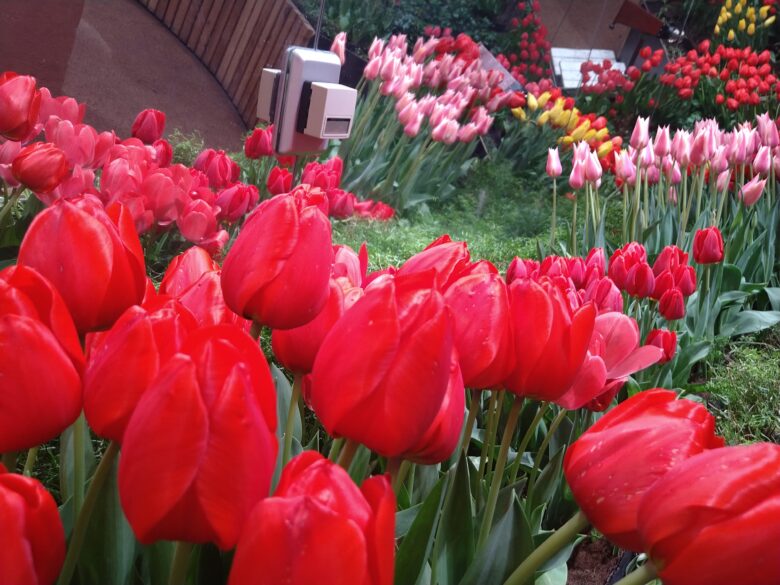 チューリップ四季彩館の花