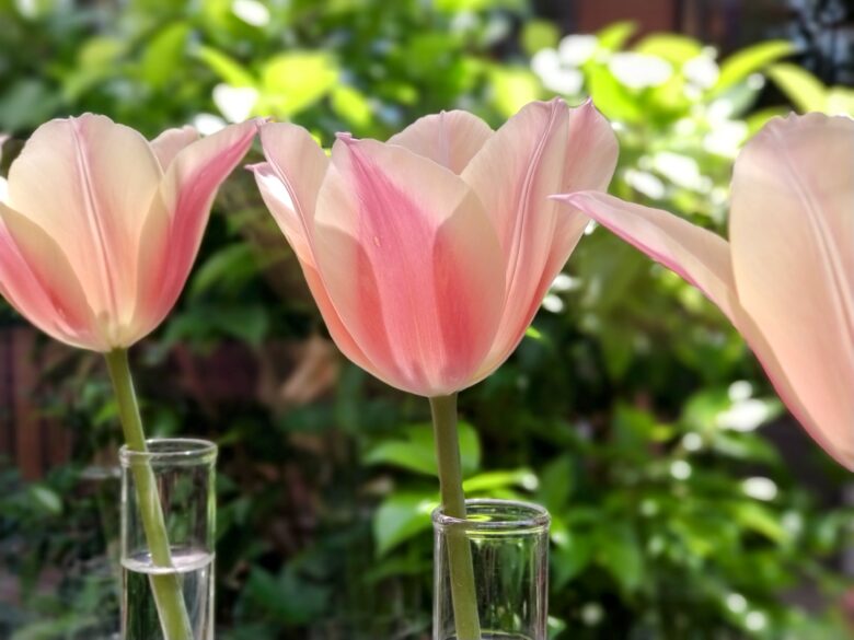 チューリップ四季彩館の花