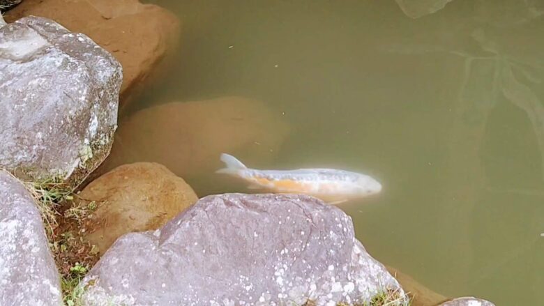 庄川水記念公園のウッドプラザの鯉