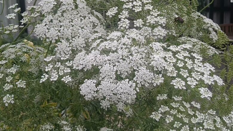高岡おとぎの森公園の花