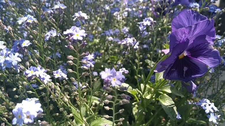 チューリップ四季彩館の外の花