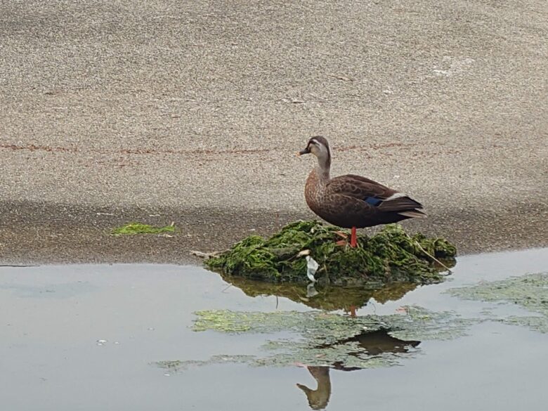 大野お台場公園の鳥