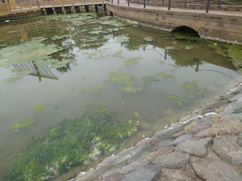 大野お台場公園の池