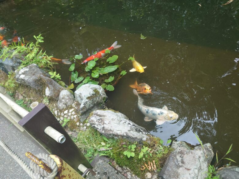伝統工芸村 ゆのくにの森の鯉