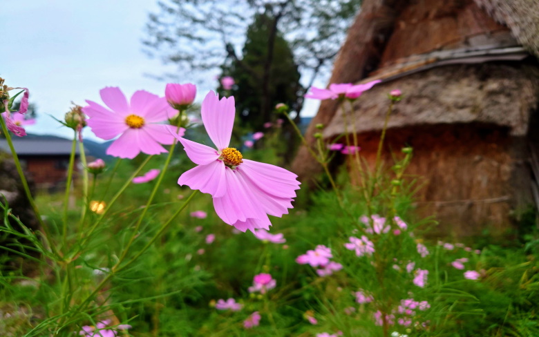 五箇山の花