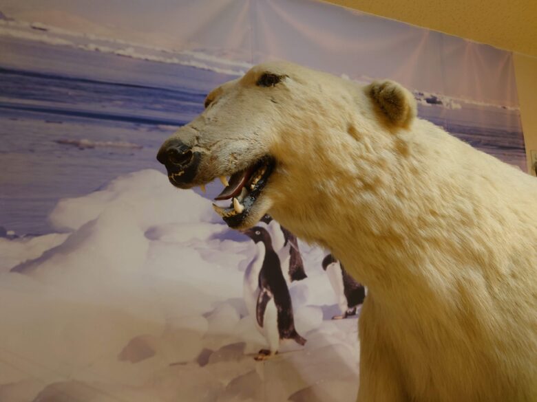 天然温泉リラックスパーク テルメ金沢の白クマ