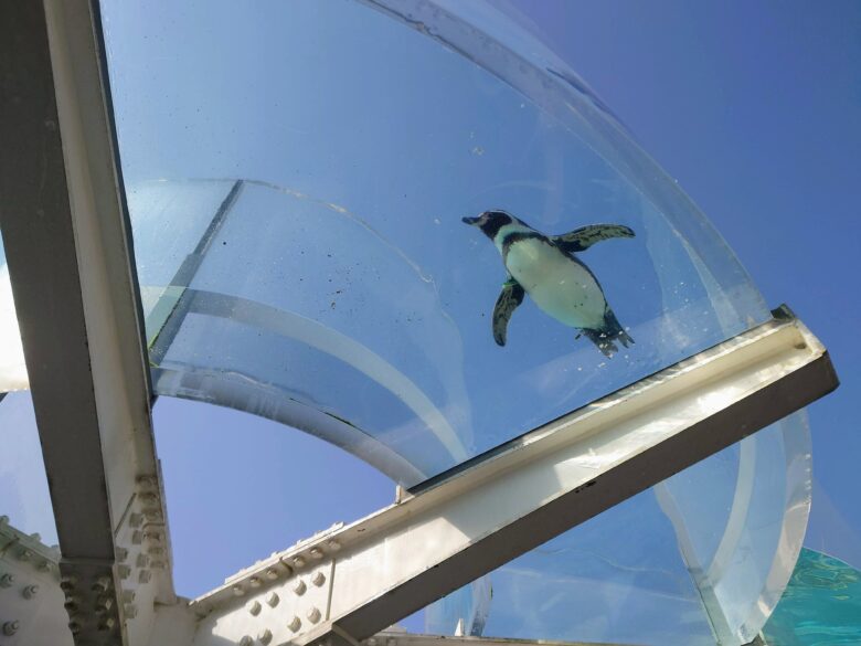 越前松島水族館の空飛ぶペンギン