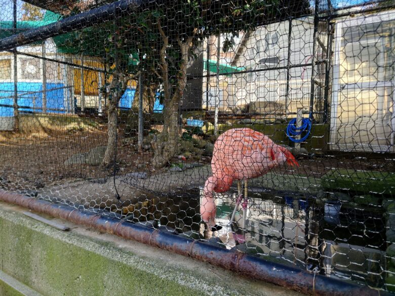 越前松島水族館のフラミンゴ