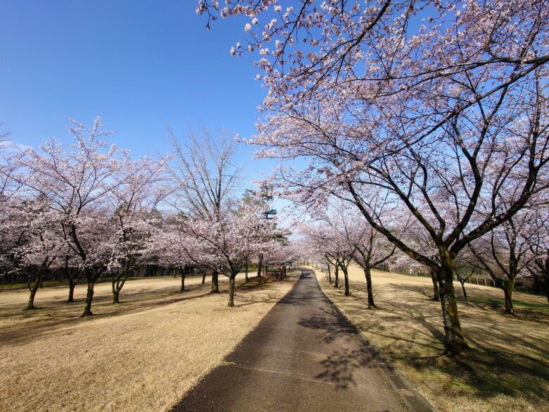 奥卯辰山健民公園の桜