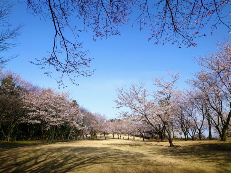 奥卯辰山健民公園の桜