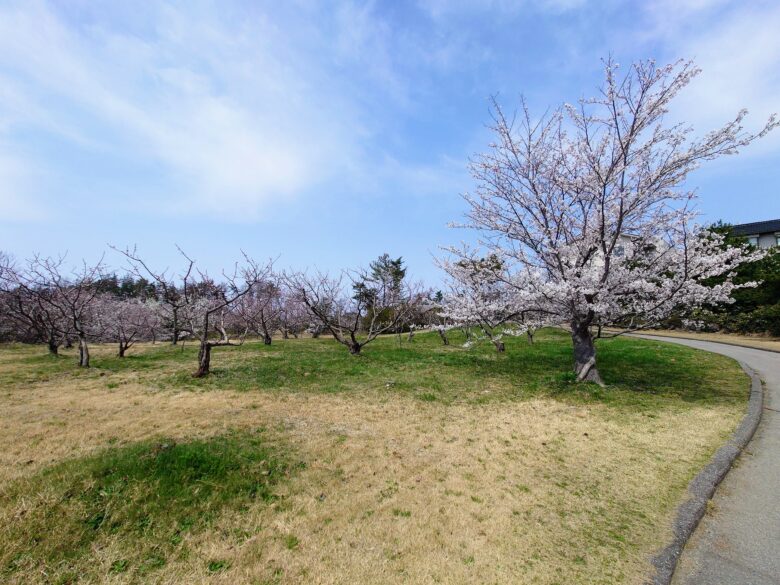 いこいの村能登半島 ファミリーパークの桜
