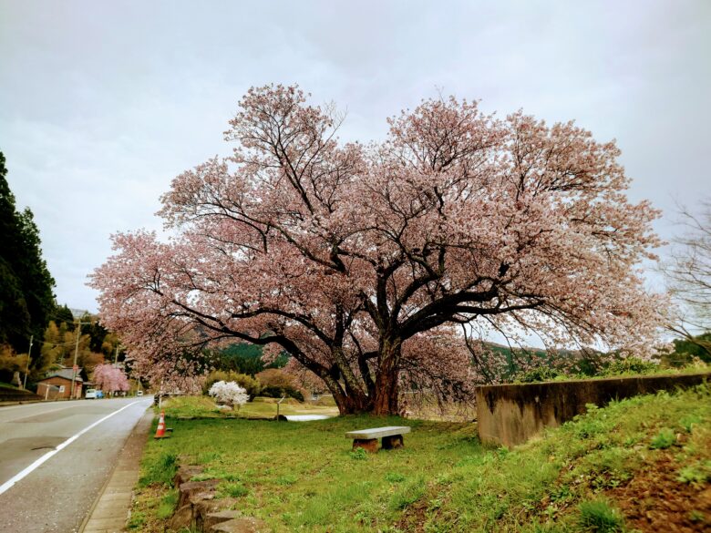 cafe & bal 華の間の前の桜