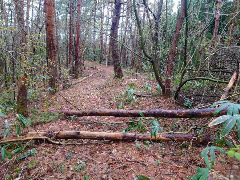 石川県健康の森の散策道の倒木