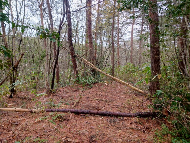 石川県健康の森の散策道の倒木