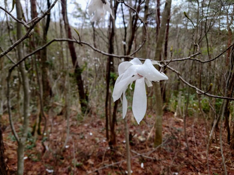 石川県健康の森の散策道の花