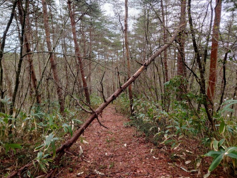 石川県健康の森の散策道の倒木