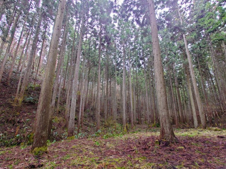 石川県健康の森の散策道