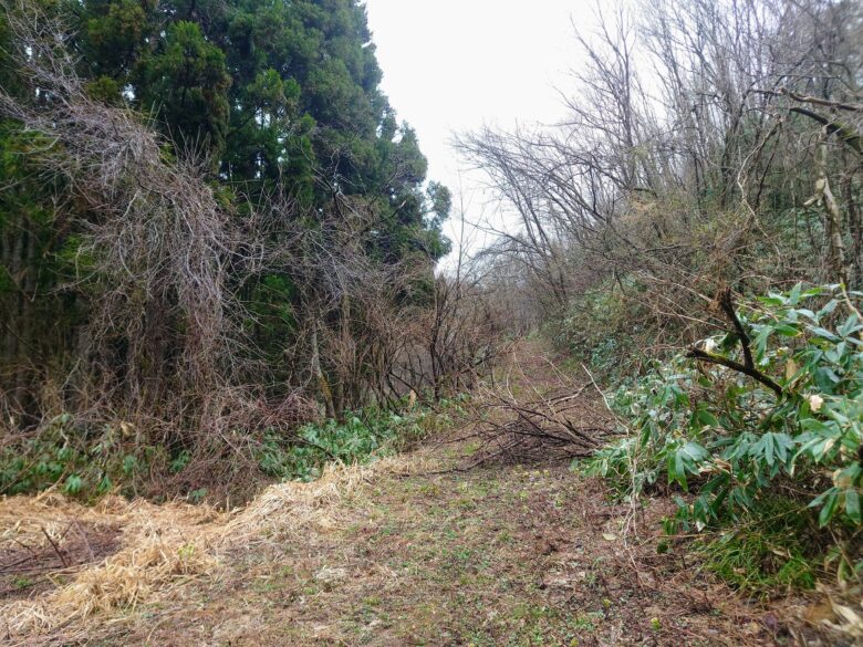 石川県健康の森の散策道