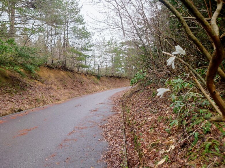 石川県健康の森の林道中線