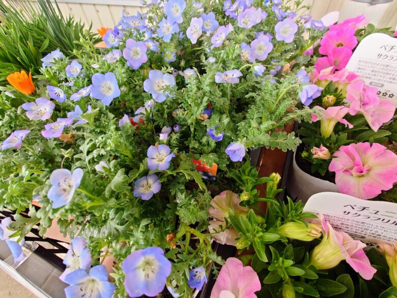 ＪＡ内浦町 農産物直売所 おくのといちの花