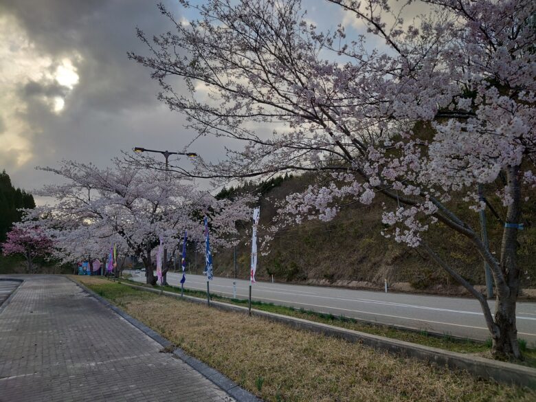 道の駅 桜峠の桜