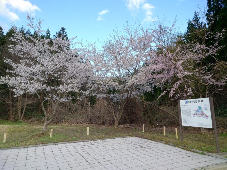 道の駅 桜峠の桜