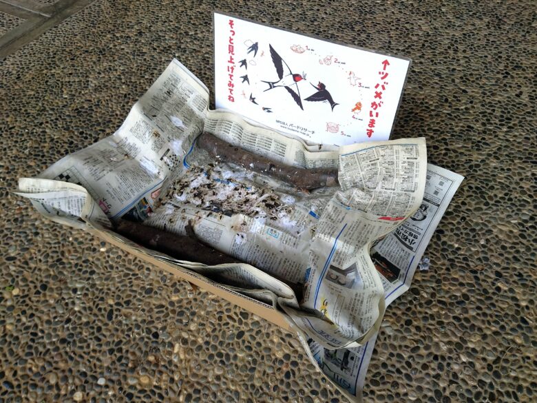 加賀市鴨池観察館のツバメの巣の注意案内