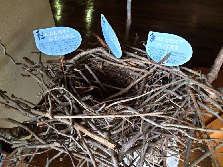 加賀市鴨池観察館の鳥の巣の実物