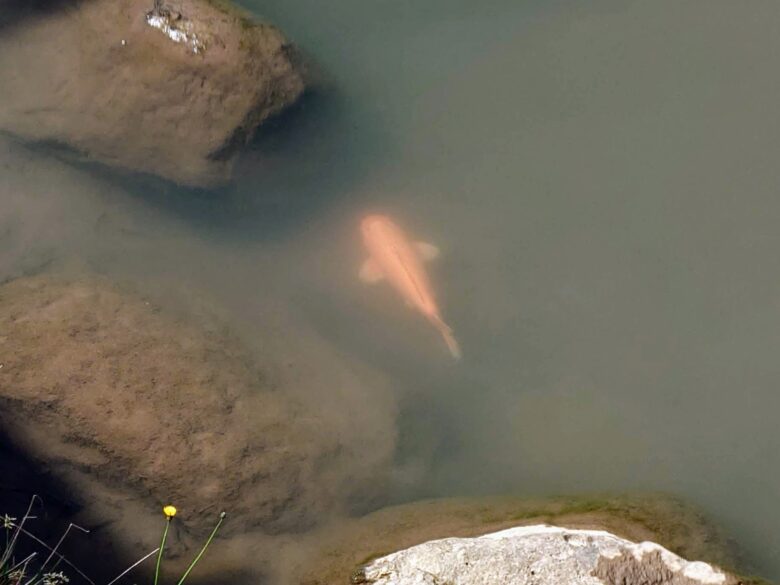 大谷川鯉のぼり川渡しの大谷川に泳ぐ本当の鯉