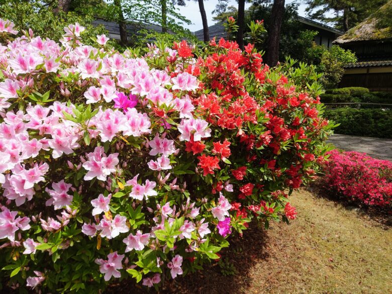 遠島山公園のツツジ