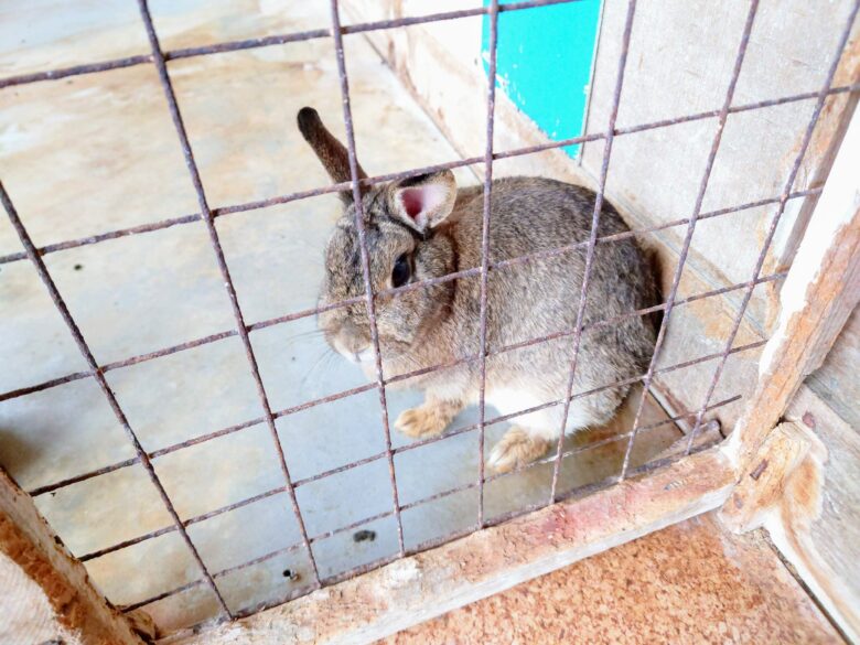 石川県森林動物園のうさぎ