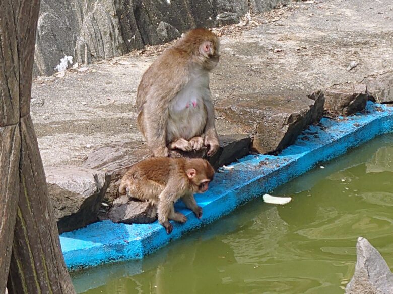 石川県森林動物園の猿の親子