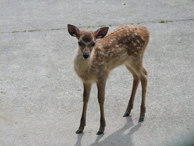 石川県森林動物園の小さい鹿