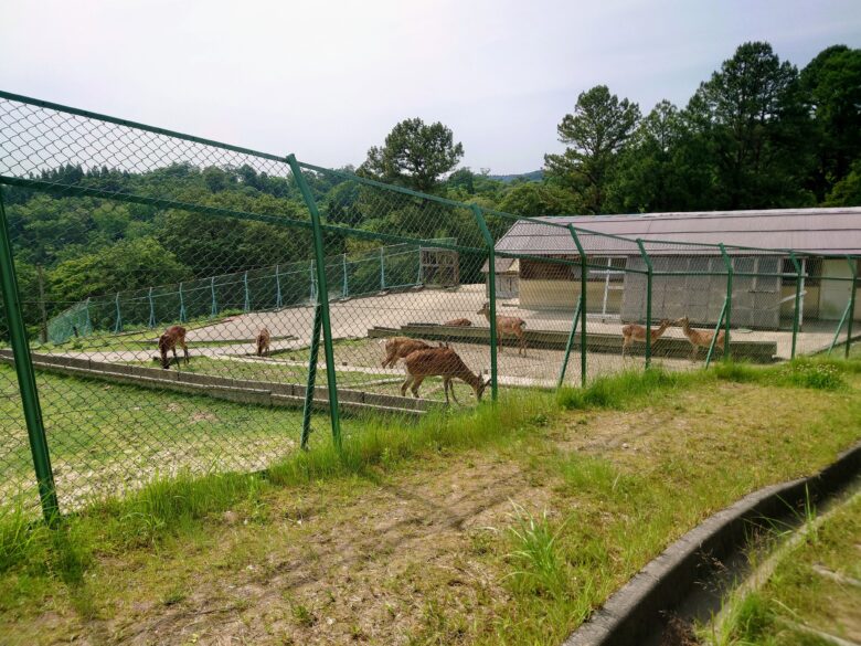 石川県森林動物園の鹿たち