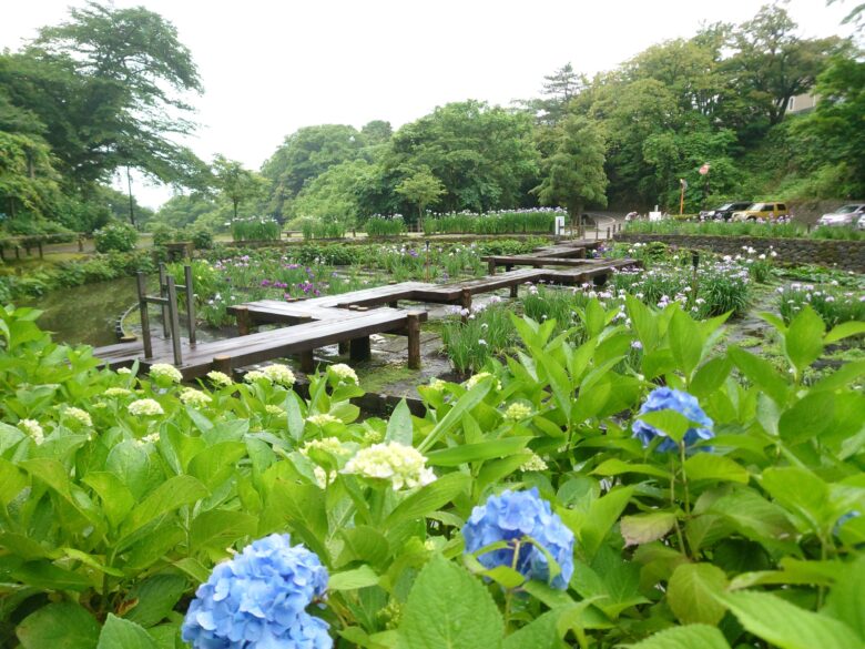 卯辰山花菖蒲園の水上の歩行路