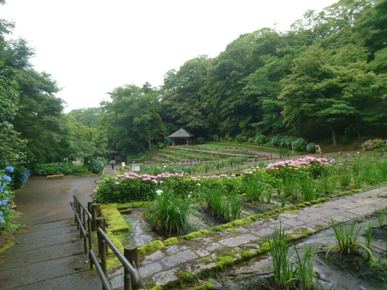 卯辰山花菖蒲園の菖蒲の風景