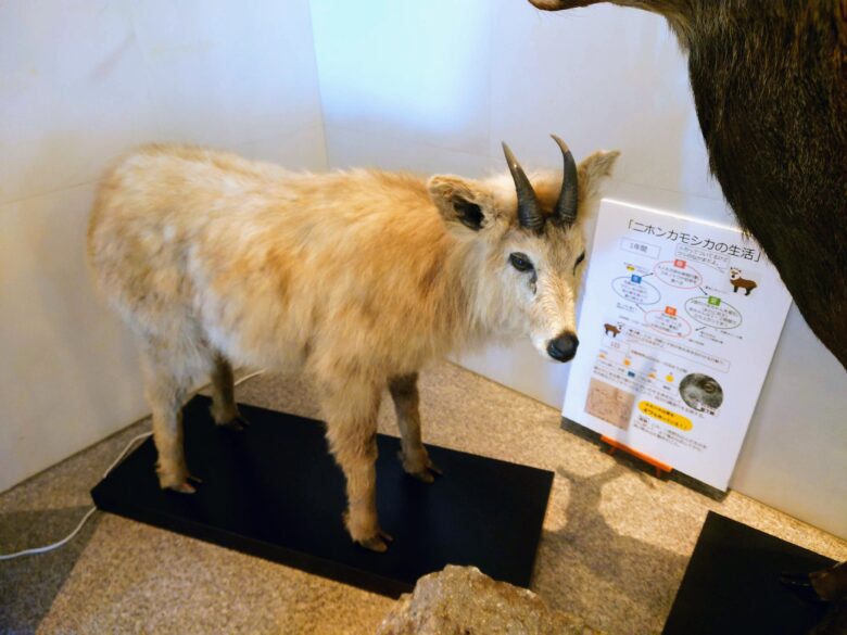 立山カルデラ砂防博物館のシカの剥製